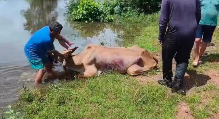 Moradores usam canoas para resgatar animais durante enchentes em Caracaraí