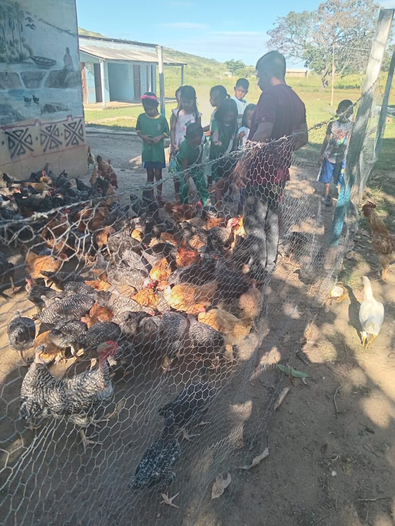 Escola indígena no Uiramutã cria projeto de criação de galinhas para fortalecer merenda escolar
