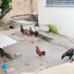 Ação no bairro Pérola, em Boa Vista; ninguém foi preso e as investigações continuam para esclarecer os fatos e identificar todos os envolvidos. – Fotos: Ascom | PCRR