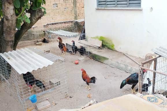 Polícia Civil apreende materiais durante investigação de suposta rinha de galos em Boa Vista